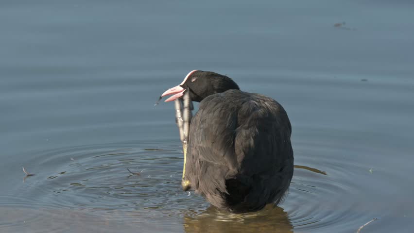 Eurasian Coot (Fulica atra) scratching its head with its foot in slow motion. December, Kent, UK [Slow motion x4]