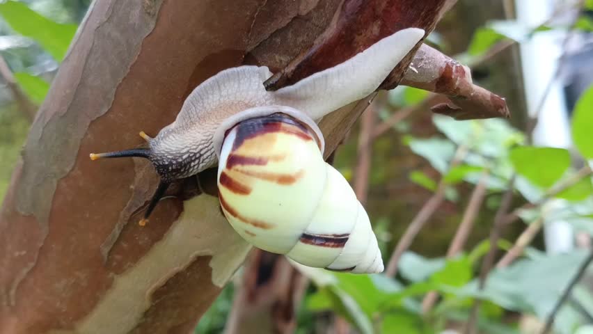 white snail, bekingking, tree snail crawling on a tree branch