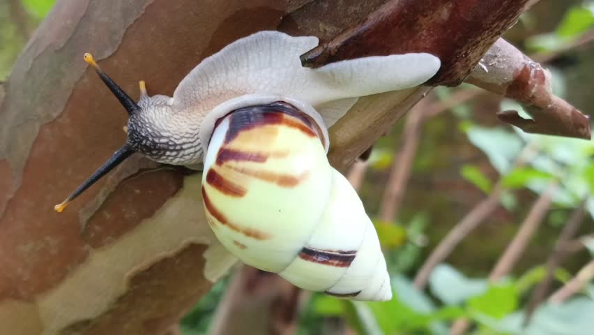 white snail, bekingking, tree snail crawling on a tree branch