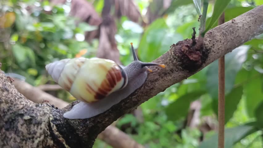 white snail, bekingking, tree snail crawling on a tree branch