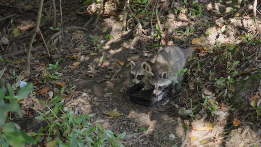 Slow motion footage of raccoons walking through a wooded mangrove area near Black Point Park and Biscayne National Park in Florida. Natural wildlife behavior in a coastal ecosystem.