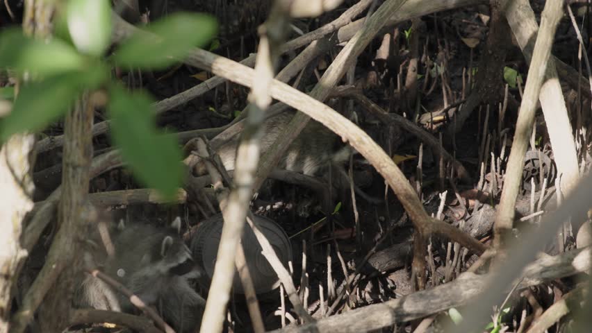 Slow motion footage of raccoons walking through a wooded mangrove area near Black Point Park and Biscayne National Park in Florida. Natural wildlife behavior in a coastal ecosystem.