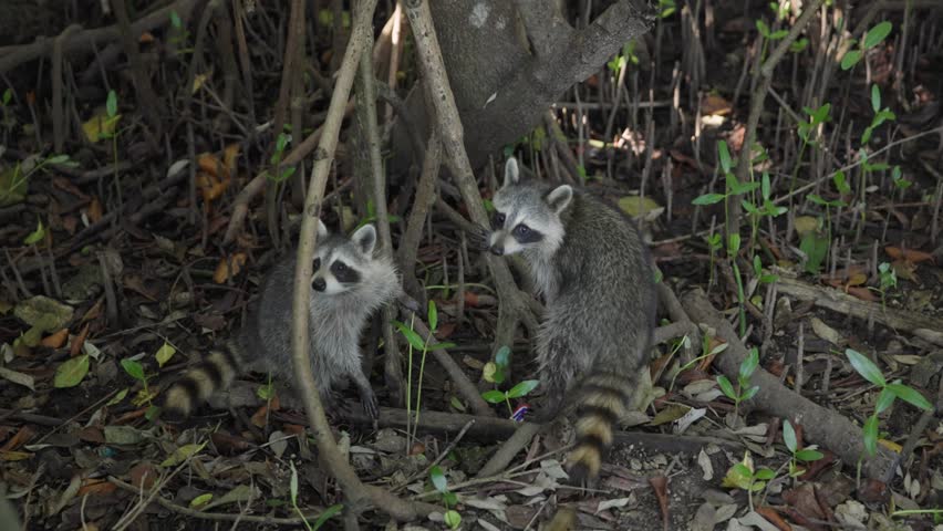 Slow motion footage of raccoons walking through a wooded mangrove area near Black Point Park and Biscayne National Park in Florida. Natural wildlife behavior in a coastal ecosystem.