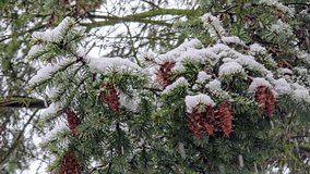 Snow covered spruce branches with cones during winter snowfall - Powered by Shutterstock - Get 15% off with code: PIKWIZARD15