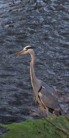 Grey Heron (Ardea cinerea) standing still in a shallow stream.  January, Kent, UK [Slow motion x5] Vertical