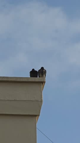 Two Pigeons Perched on a Building Rooftop Against Blue Sky, Urban Pigeons Sitting Together on Roof Edge
