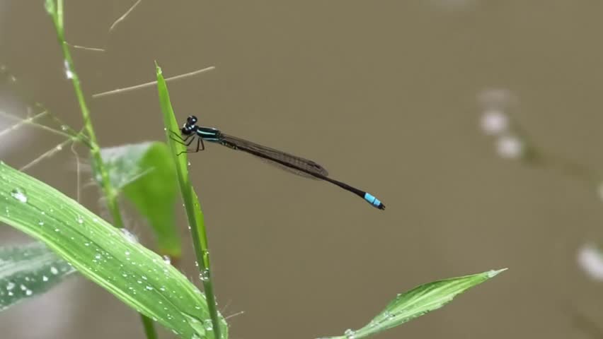 Stunning Macro of a Blue-Tipped Damselfly Perched on a Wet Grass Blade Near Water