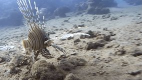 A Common Lionfish swimming. From a low camera angle. Captured on a 3CCD DVCAM Camera 16:9 anamorphic