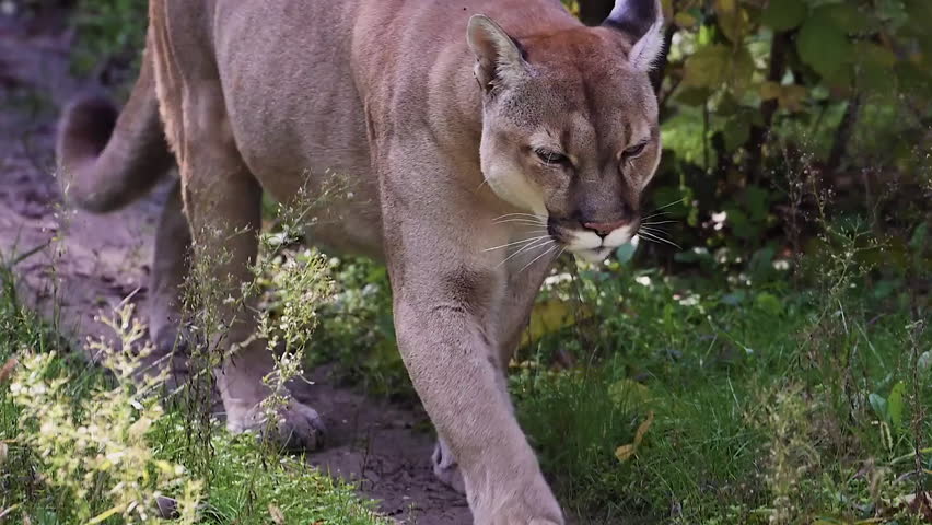 The cougar (Puma concolor) walking along a narrow path.
