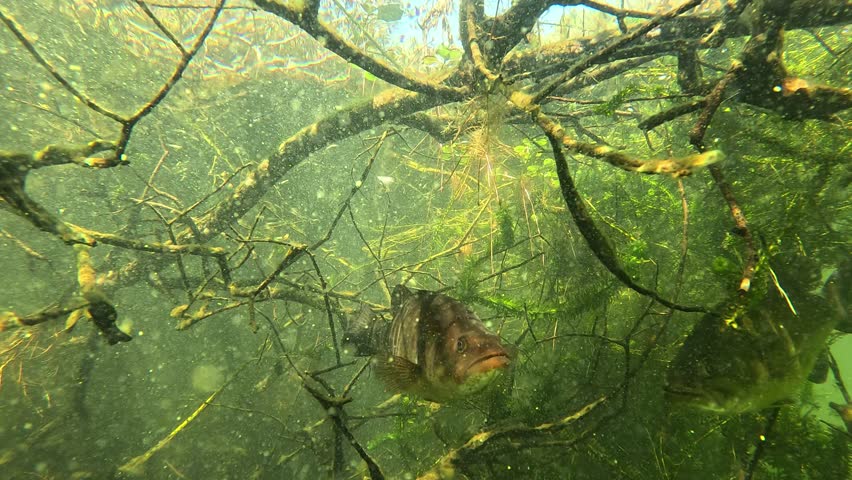 Underwater view of a black bass pair – Micropterus salmoides – resting motionless beneath a submerged tree branch, showing alert and disturbed behavior as they react to an intruder in a calm freshwater lake. 