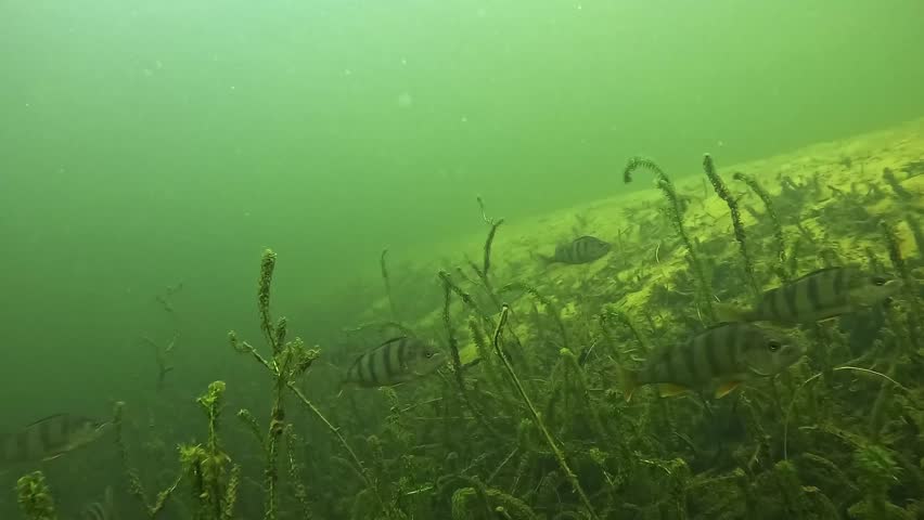 Underwater view of a school of European perch – Perca fluviatilis – swimming in tight formation above submerged aquatic plants, moving together like a flying squadron in calm green freshwater. 