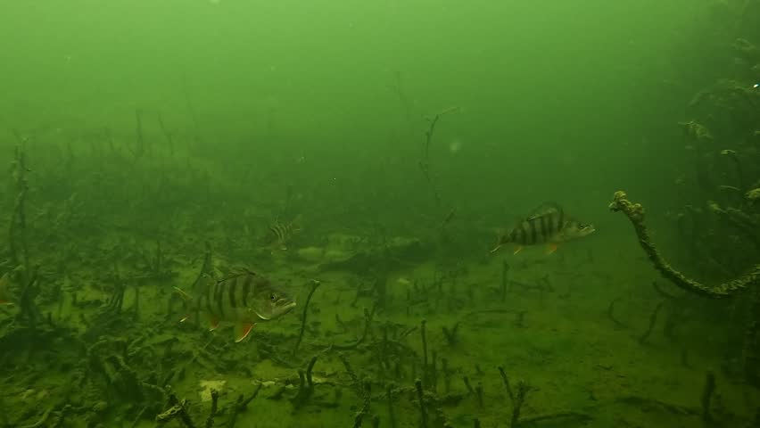 Underwater view of four European perch – Perca fluviatilis – swimming above a sandy bottom with sparse aquatic plants, unusual surreal color tones creating an artistic and atmospheric freshwater scene. 