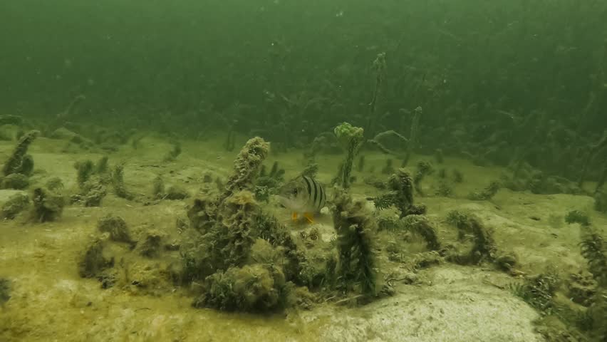 Underwater view of a European perch – Perca fluviatilis – resting on a sandy bottom between aquatic plants, remaining still before cautiously reacting, showing calm and natural freshwater behavior. 