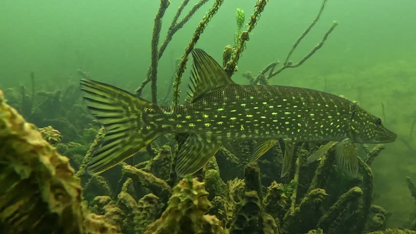 Close underwater view of a northern pike – Esox lucius – highlighting tail beats and fin movements during slow controlled swimming, revealing efficient propulsion and predator mechanics in freshwater. 