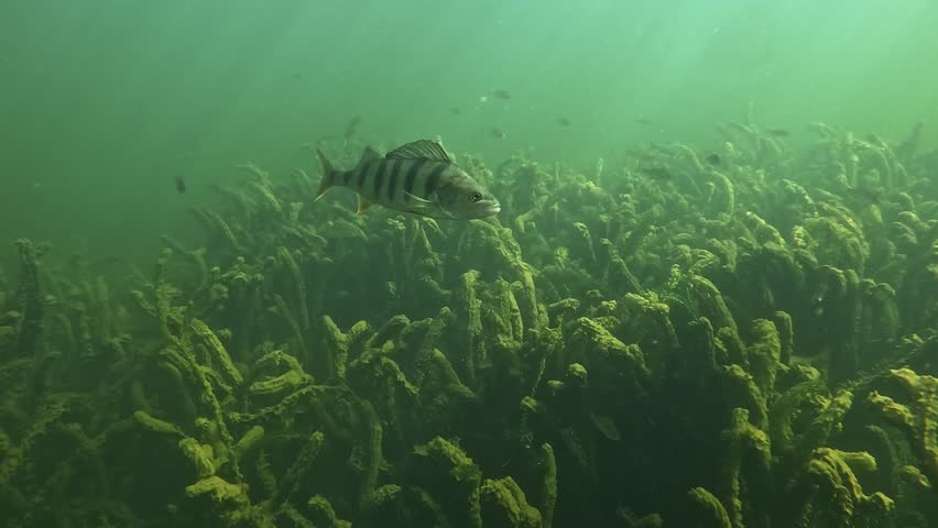 Underwater side view of a European perch – Perca fluviatilis – hovering above aquatic plants in a freshwater lake, then slowly turning and swimming away, showing natural and calm behavior. 