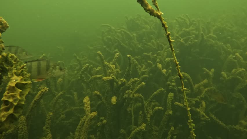Underwater view of two European perch – Perca fluviatilis – swimming calmly side by side in a freshwater lake, synchronized movement showing natural social behavior in green water. 