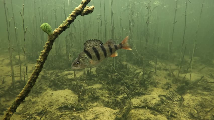 Underwater view of a small European perch – Perca fluviatilis – hovering motionless in the water column, first sheltered beneath a branch, then alone in open freshwater, showing cautious juvenile behavior. 