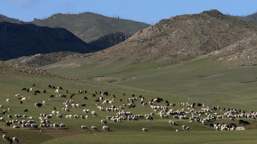 A herd of goats and sheep in the steppe on a Sunny summer day. Mongolia.