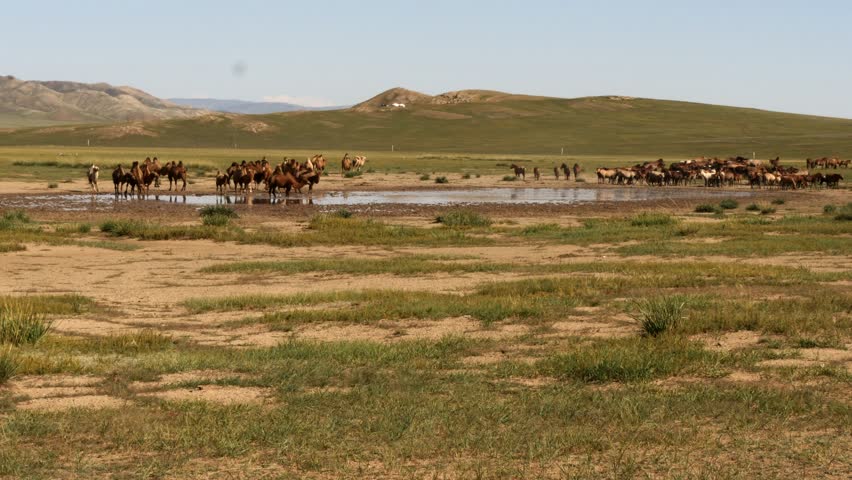 Camels and horses drink water from a small rain lake in the steppe against the background of low mountains under a pale sky on a hot summer day. The Mongolian landscape.