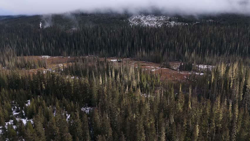 Aerial View of a Pristine Forest, Wetland, and Stream in British Columbia, Canada