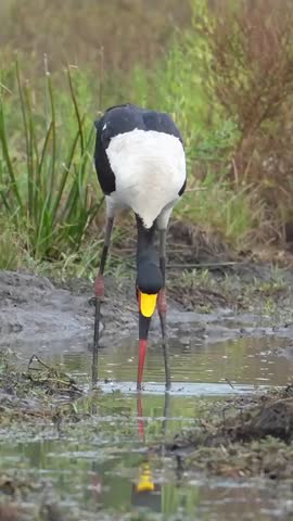 Saddle-billed Stork Catching and Eating Fish in Shallow Water