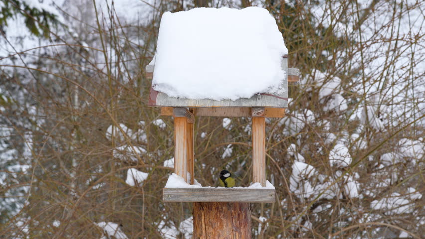 Close-up of a Great Tit bird eating inside a rustic wooden bird feeder covered with thick fresh snow in a winter garden during a cold and frosty day.
