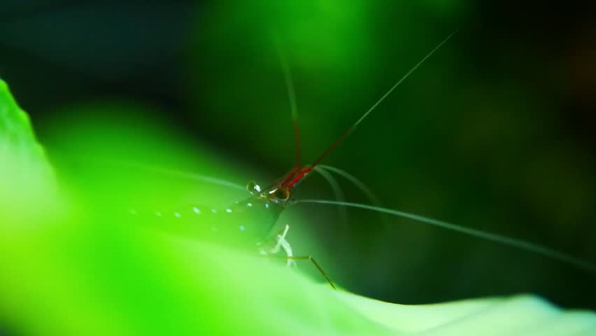 Caridina dennerli is a small species of freshwater shrimp from Sulawesi (Indonesia)