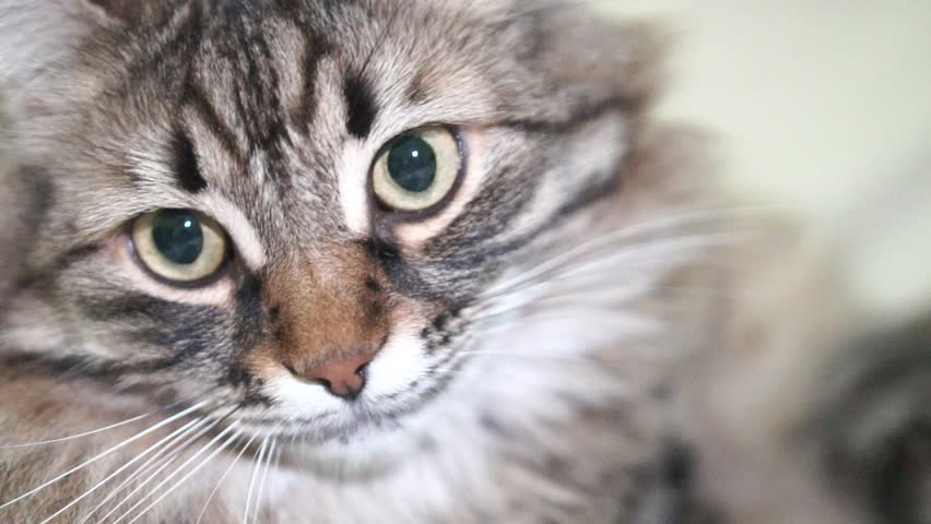 A cat with a long, fluffy tail and a green eye