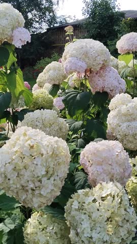 White and light pink hydrangea flowerheads sway in the wind. Large flower. Flowering bushes in garden. Home Gardening. flowerbed. Vertical video. Beauty in nature. Beautiful park. Plant nursery.