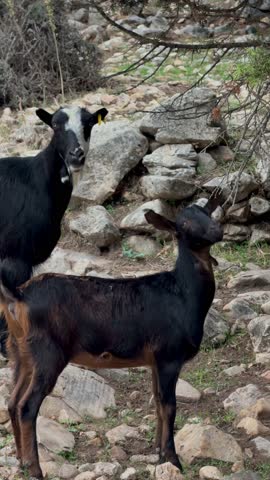 Vertical 4K close-up of two goats looking directly at camera, curious farm animals standing together, natural behaviour, rural wildlife scene
