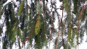 Christmas holiday background: fresh snow covering a coniferous tree branch with bokeh light effects in a cold winter forest - Powered by Shutterstock - Get 15% off with code: PIKWIZARD15