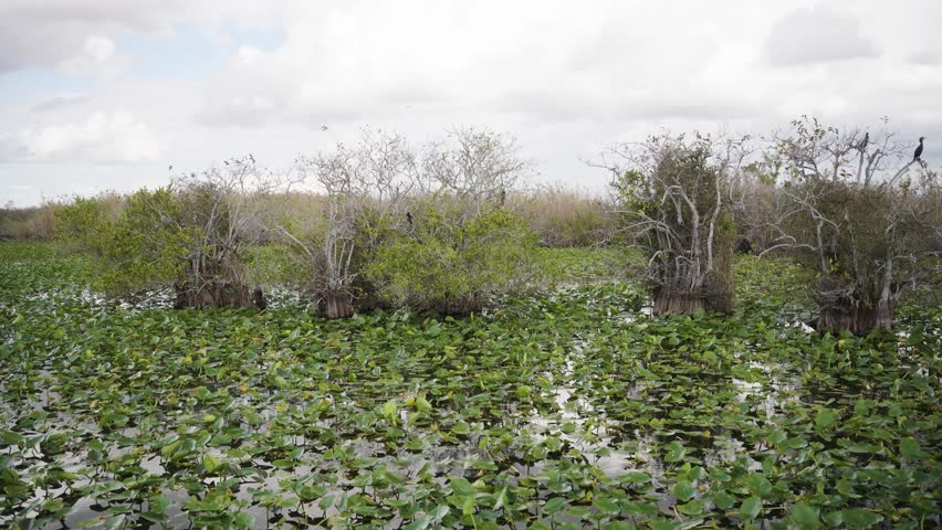 Anhinga trail in Florida Everglades