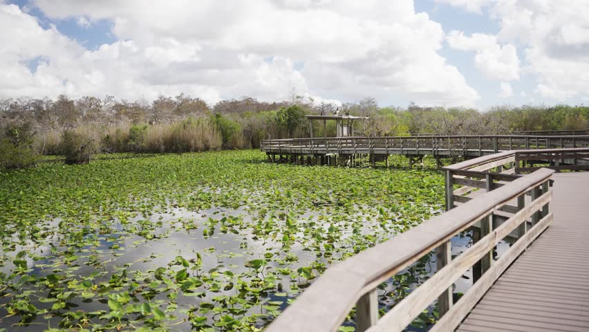 Anhinga trail in Florida Everglades