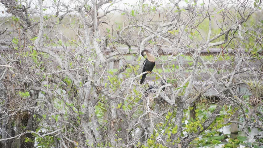 Anhinga in a tree in the Florida Everglades