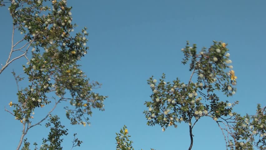 Creosote bush branches blowing against a blue sky, Arizona desert