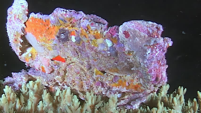 Observe a decorator crab, camouflaged by collected debris, slowly moves across the coral reef. Captured near the islands of Papua New Guinea, the crab displays its elaborate disguise.