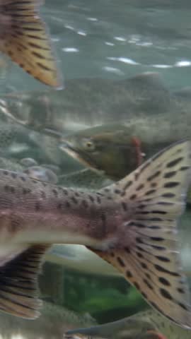 Witness the mesmerizing sight of a large school of Salmon swimming together. This amazing aquatic display occurs in the rocky rivers of the Pacific Northwest during the fall.