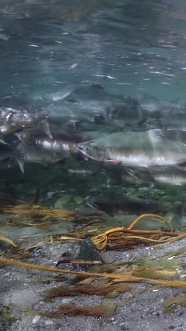 A large school of salmon swim powerfully upstream in the Pacific Northwest during their annual migration. The underwater rocky riverbed is visible with kelp.