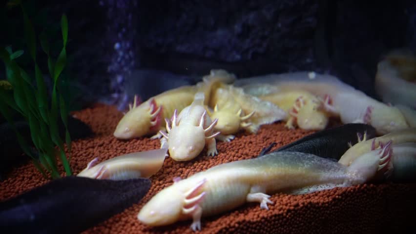 Group of baby salamanders are laying on ground