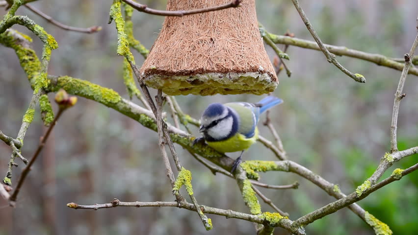 Garden bird close up. Blue tit pecks peanut from fat suet filled bell bird feeder.