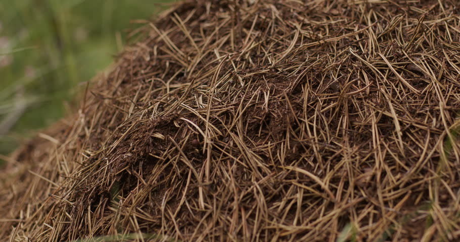 Close-up of an anthill made from dry grass and pine needles in a rural meadow in Bosnia and Herzegovina. Natural wildlife scene showing ants actively moving in their habitat, highlighting the small-scale life of the Balkan countryside.