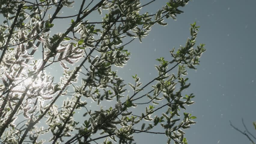 A springtime goat willow tree releases clouds of pollen against a soft blue sky. A beautiful scene that poses real danger for those with allergies, asthma, and seasonal respiratory conditions.