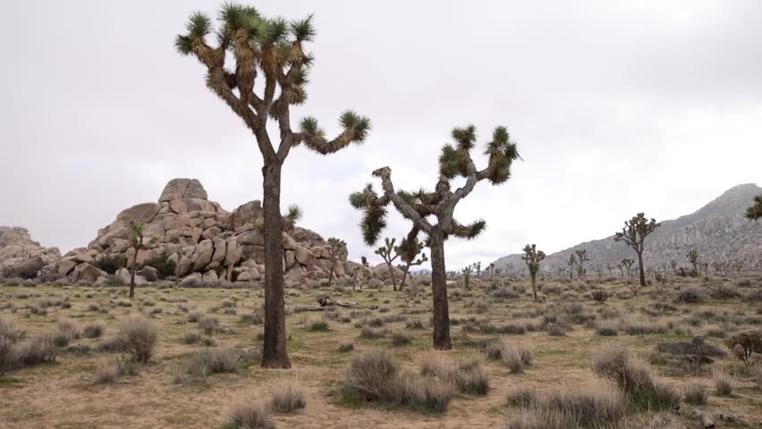 Panning Shot of Misty Joshua Tree National Park Desert Landscape at Dawn