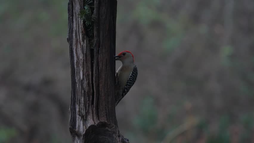 Red-bellied Woodpecker on Tree Trunk in Forest, Wildlife Photography