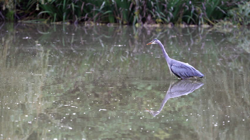Ducks Feeding and Great Blue Heron Stalking 4K UHD.Ducks and a Great Blue Heron hunting in the shallows. 4K, UHD.
