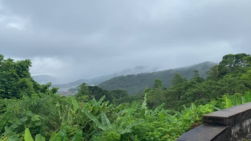Nature foggy forest walking view