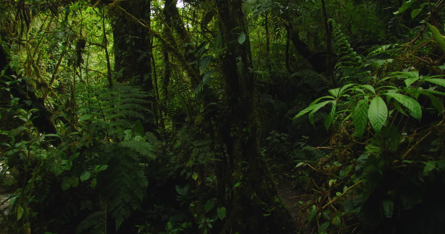 Dark dense undergrowth of tropical rainforest with large ferns and jungle vegetation along hiking trail