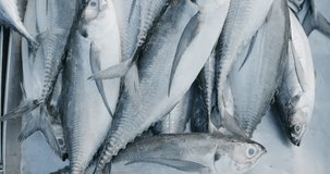 Tuna sea fish sell in traditional market background food industry - Powered by Shutterstock - Get 15% off with code: PIKWIZARD15