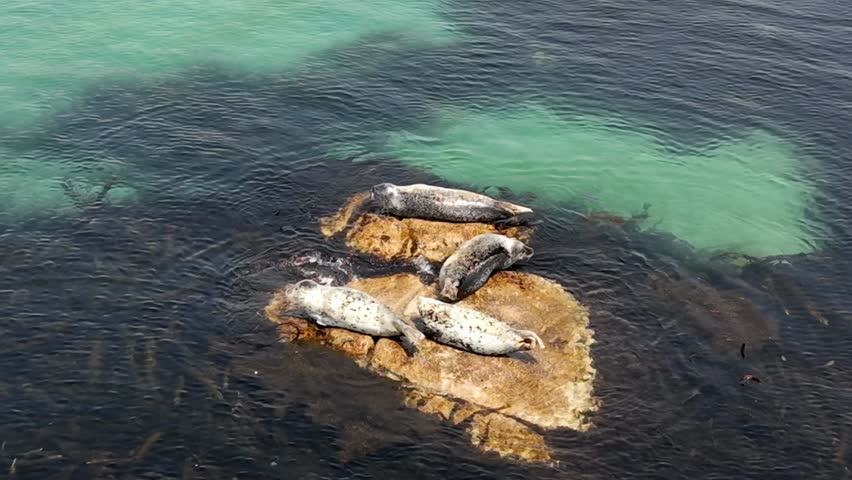 Aerial view of a group of gray seals lying on rocks in the sea. Seals are resting on the rocks in the ocean. In the video, spotted seals lie on rocks on a clear day.