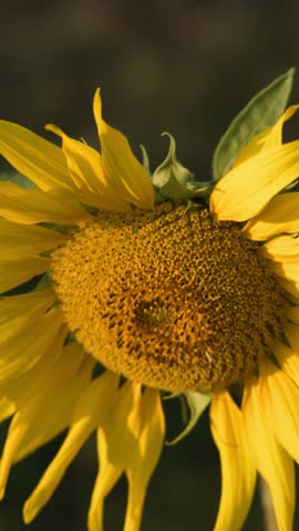 A detailed close-up shot of a blooming sunflower swaying gently in warm natural sunlight